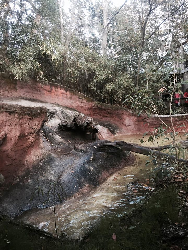 Louisiana Swamp- River Otter