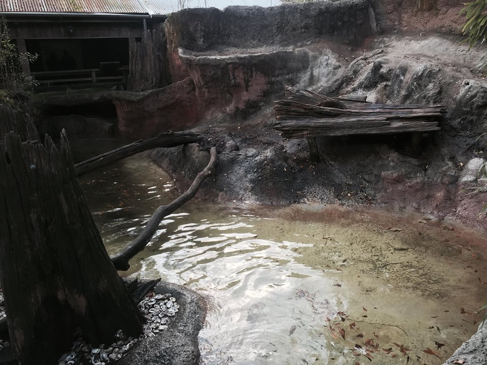 Louisiana Swamp- River Otter
