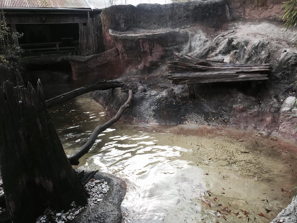 Louisiana Swamp- River Otter
