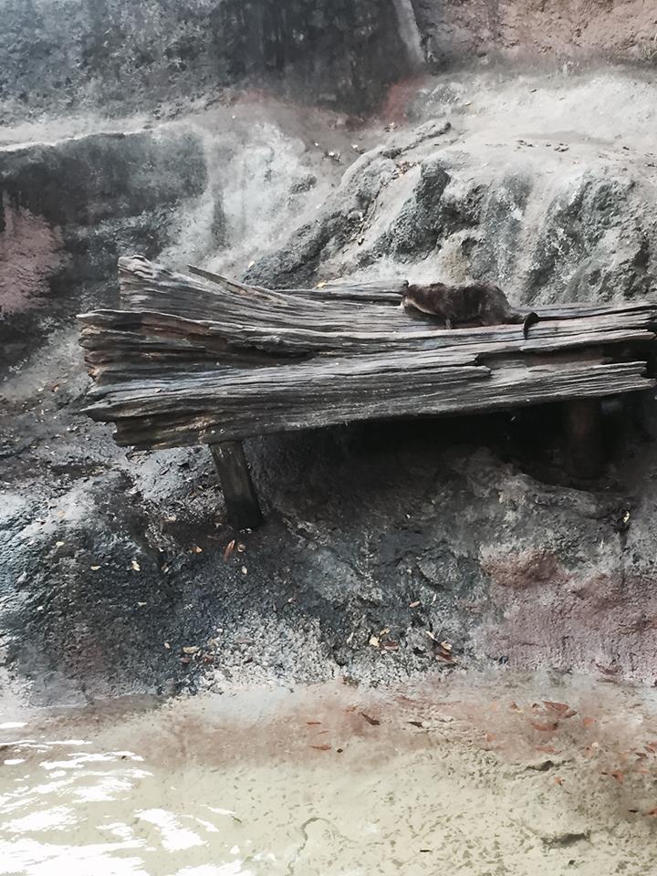 Louisiana Swamp- River Otter