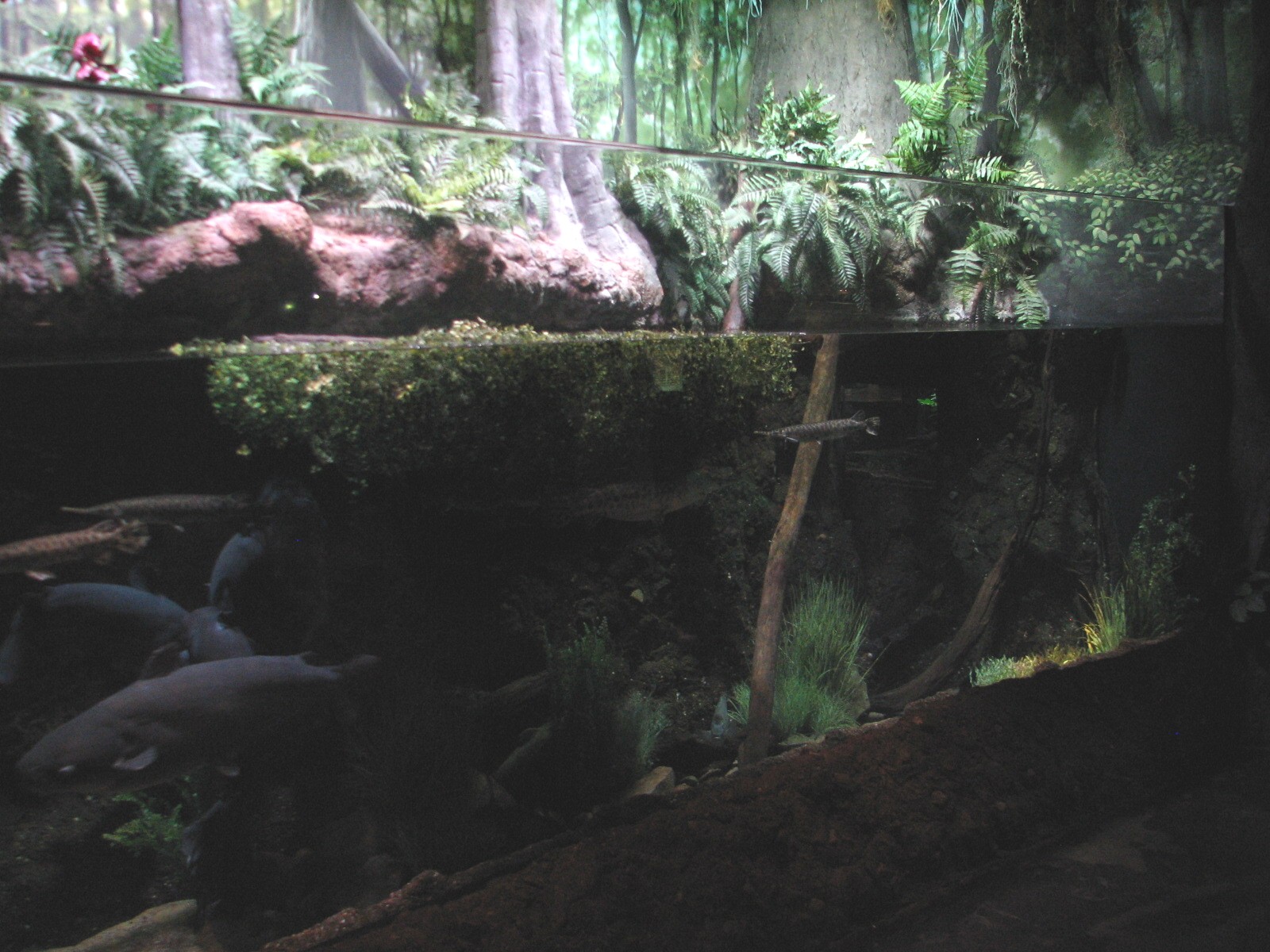 Louisiana Swamp - Swamp Fish Exhibit