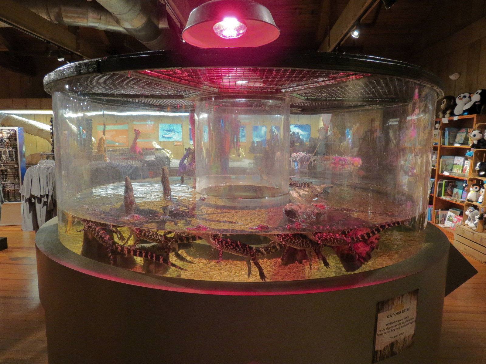 Louisiana Swamp - Swamp Gift Shop - American Alligator Exhibit