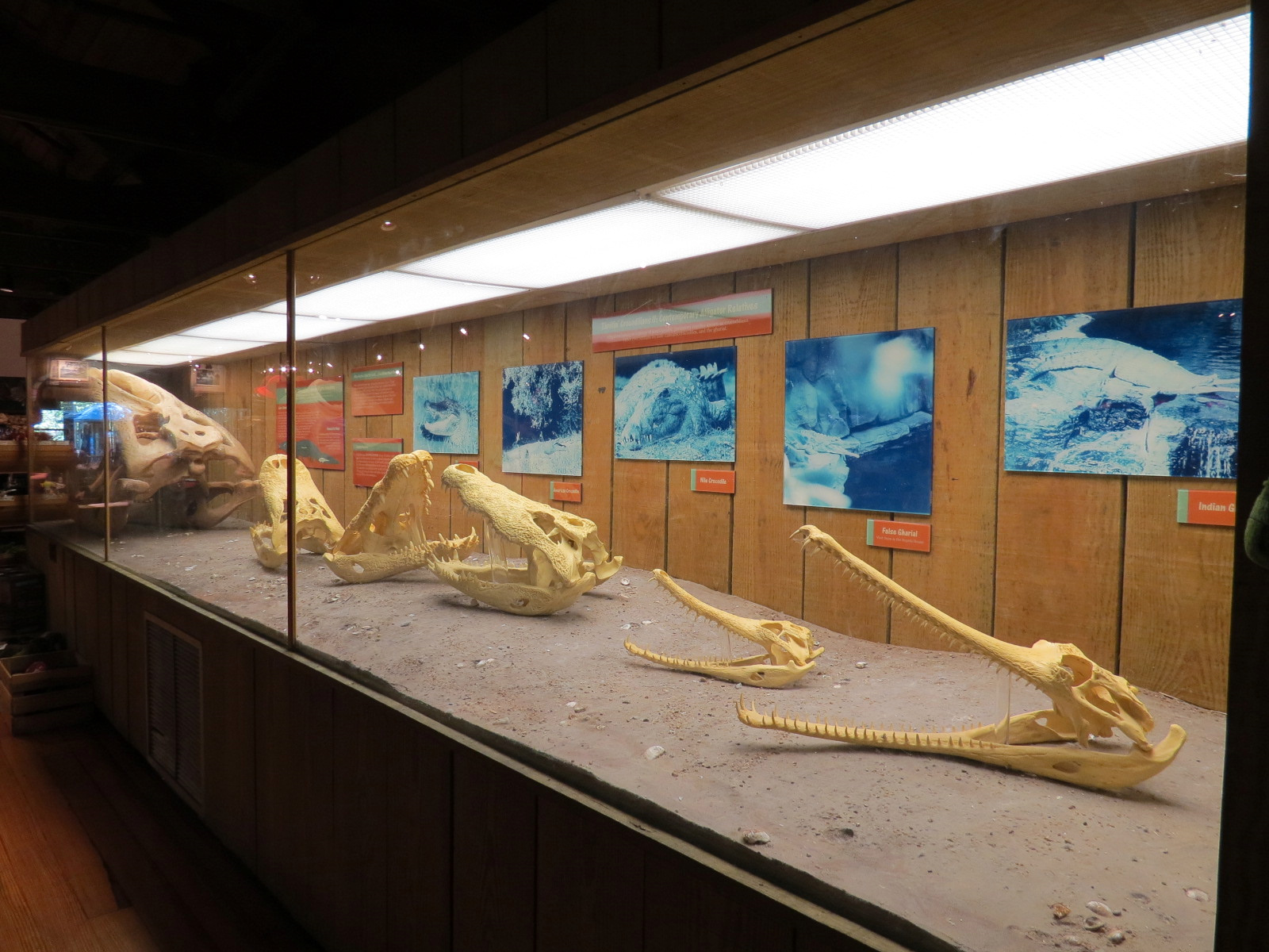 Louisiana Swamp - Swamp Gift Shop - Interior