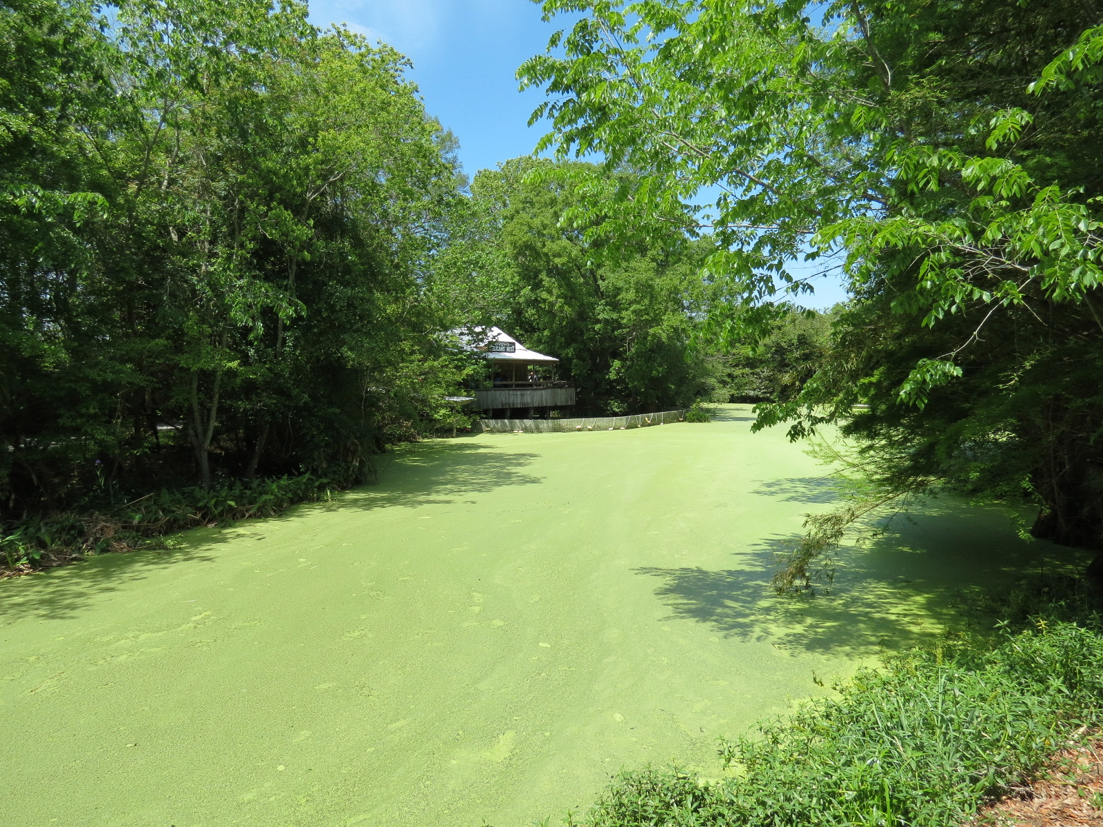 Louisiana Swamp - Swamp