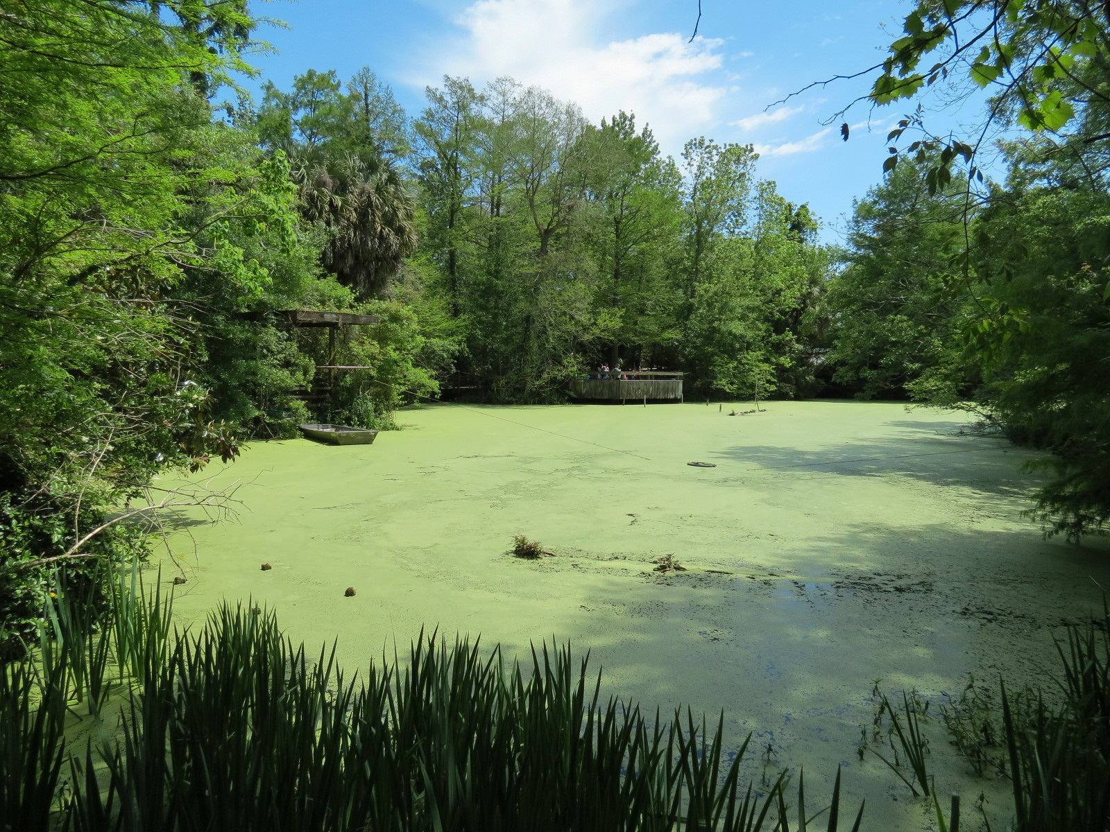 Louisiana Swamp - Swamp