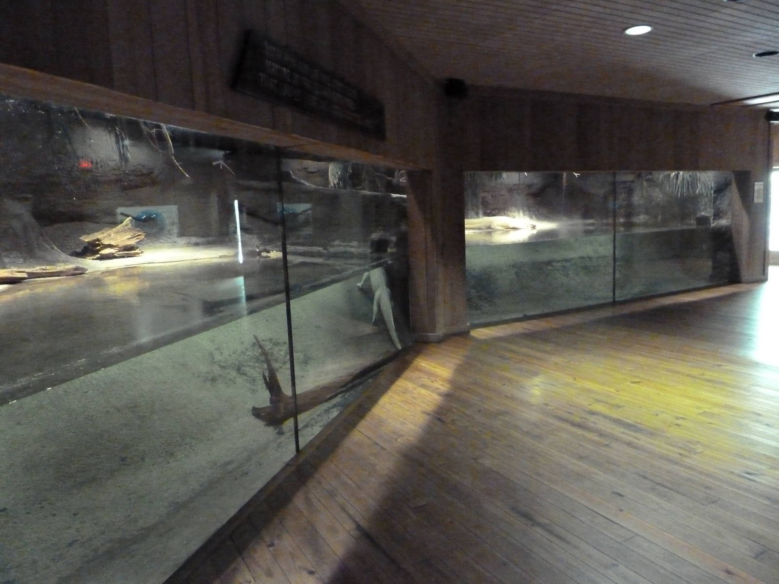 Louisiana Swamp - White Alligator Exhibit