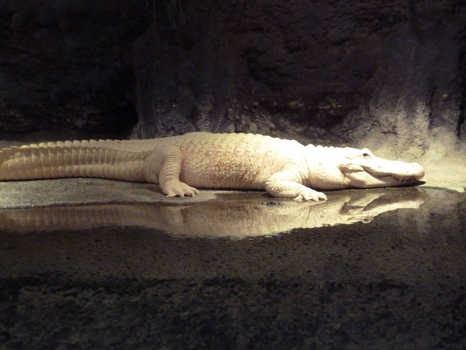 Louisiana Swamp - White Alligator