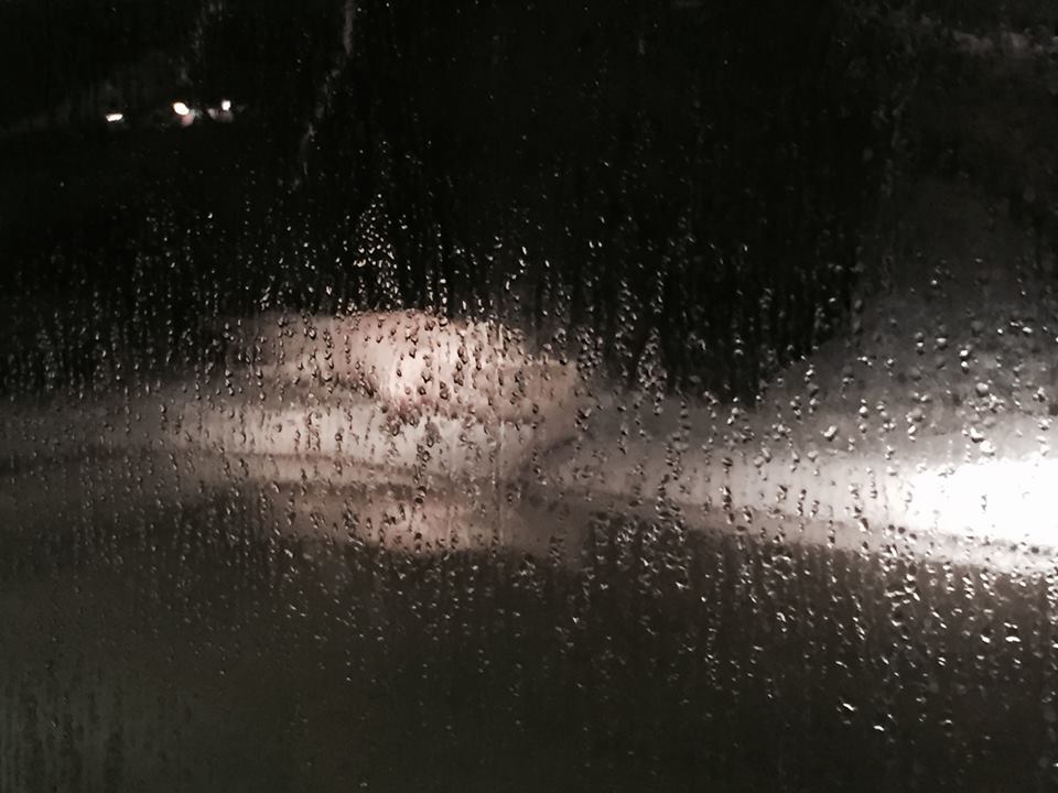 Louisiana Swamp- White Alligator