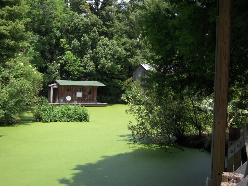 Louisiana Swamp
