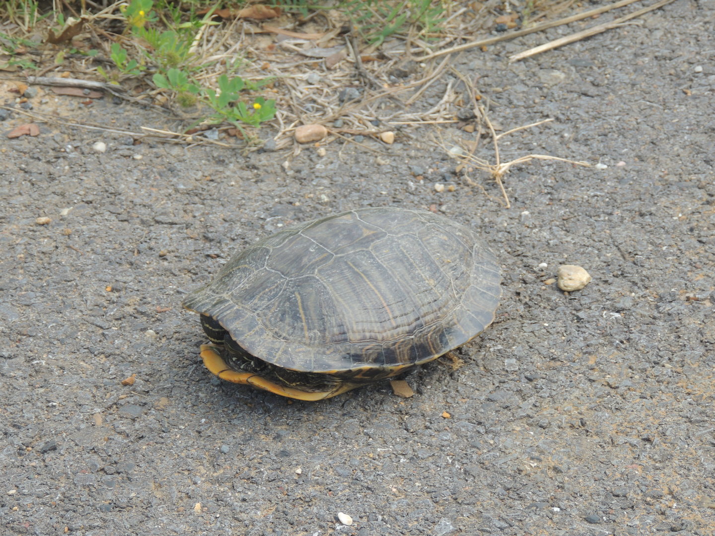 louisiana turtle