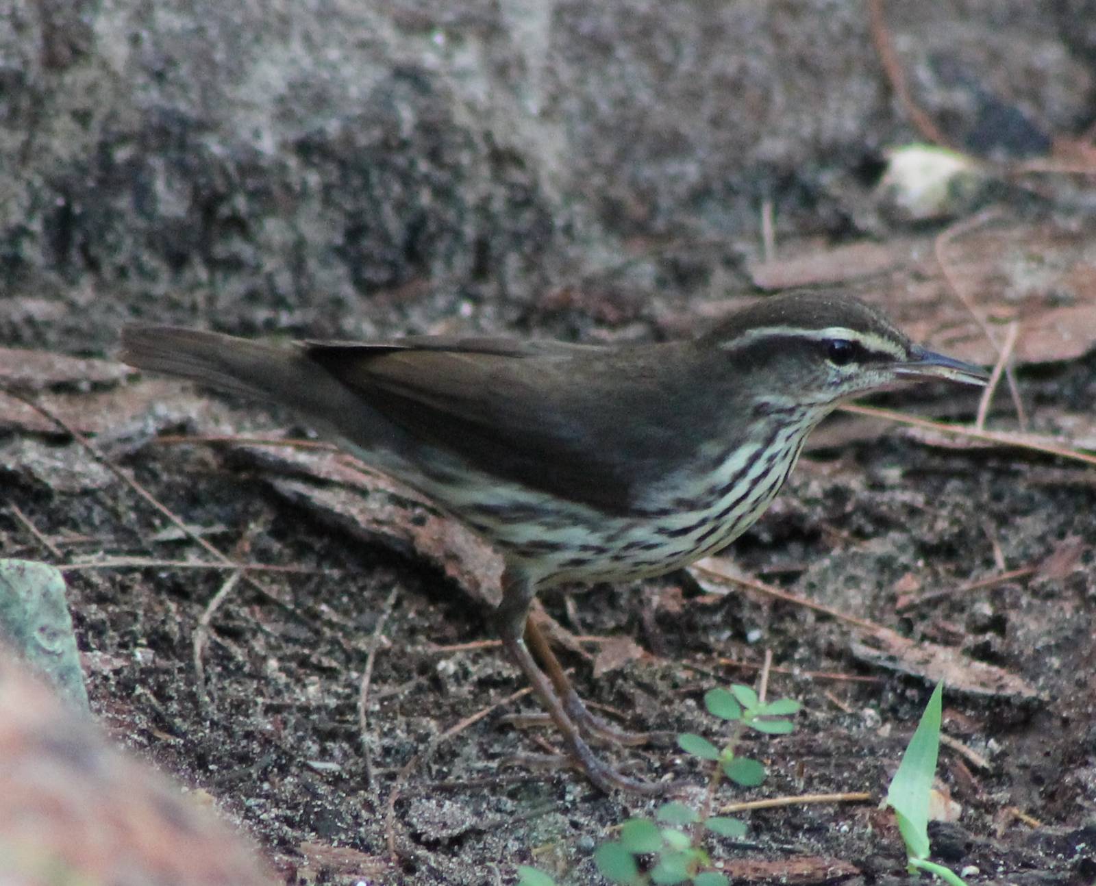 Louisiana waterthrush