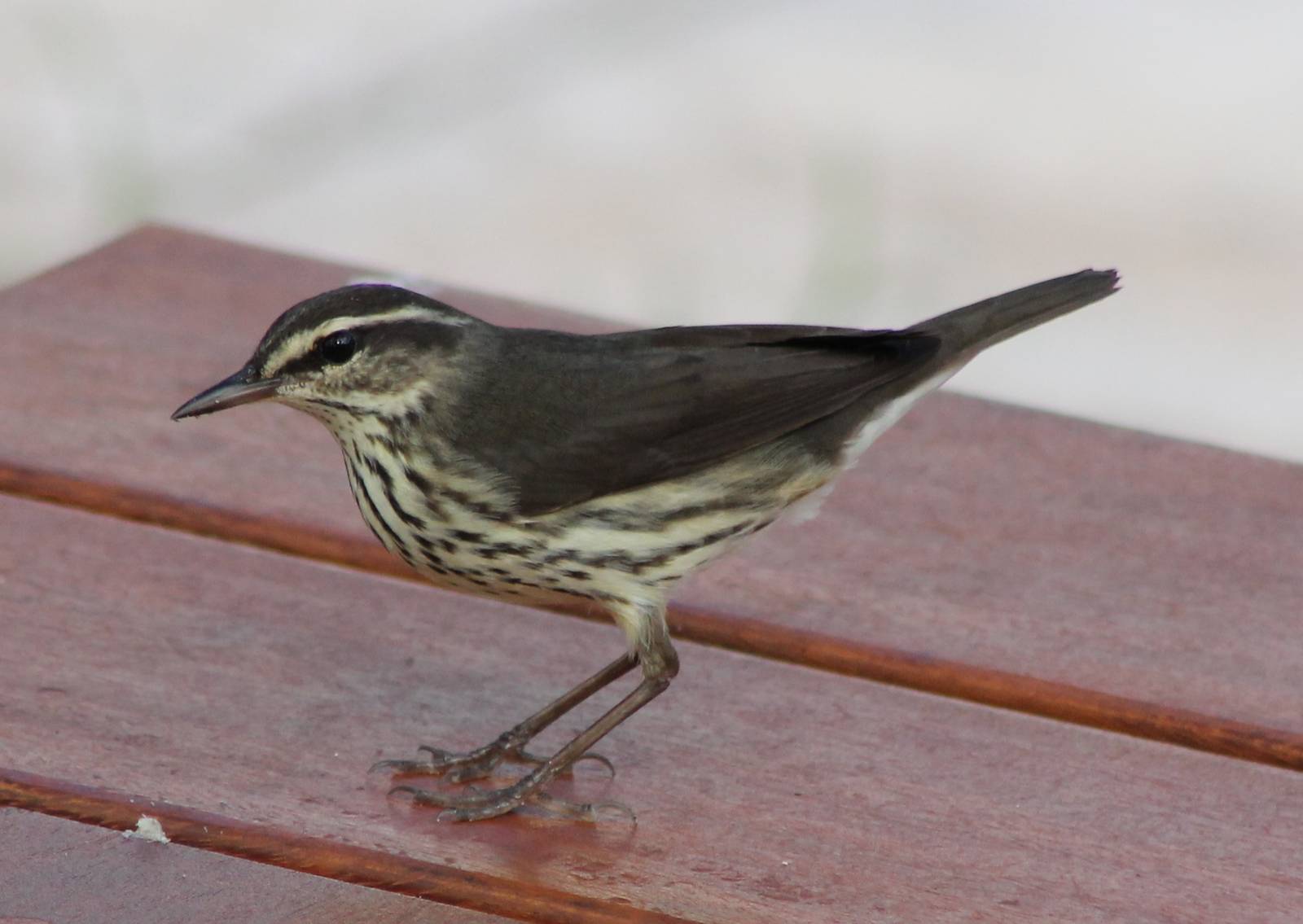 Louisiana waterthrush