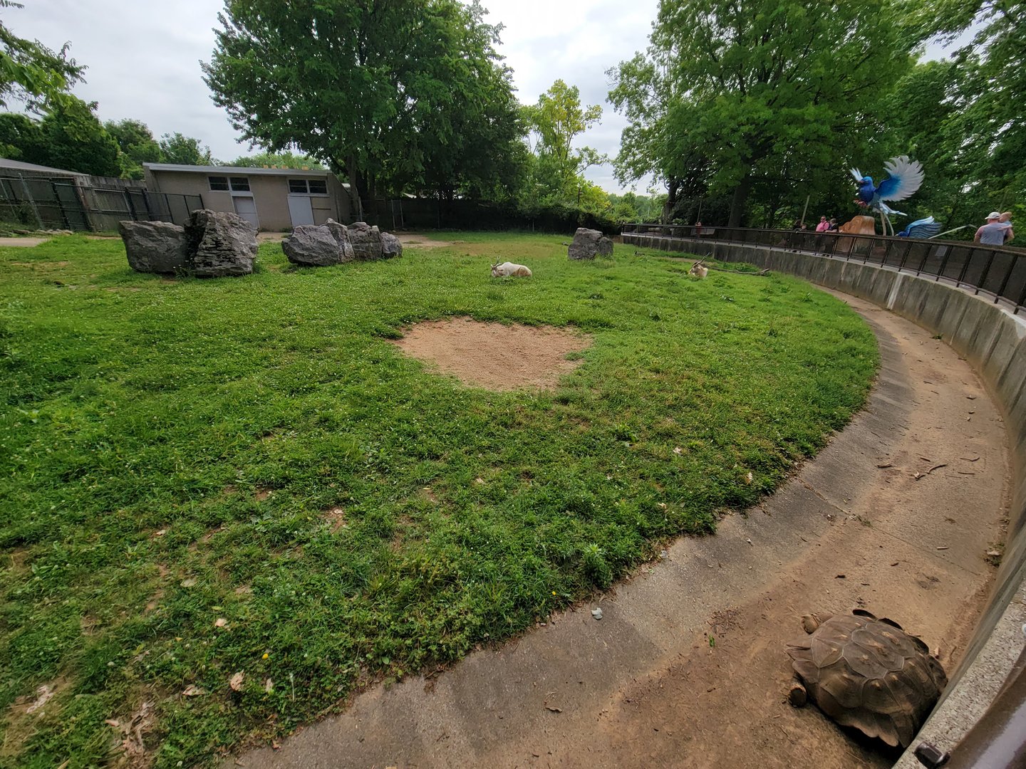 Louisville 5/22 - Addax, sulcata tortoise