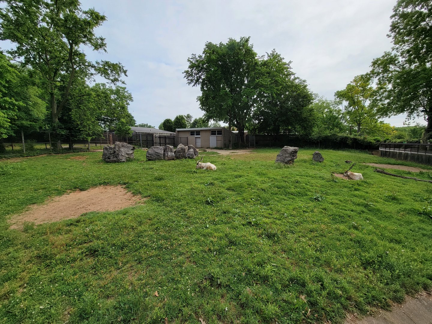 Louisville 5/22 - Addax, sulcata tortoise