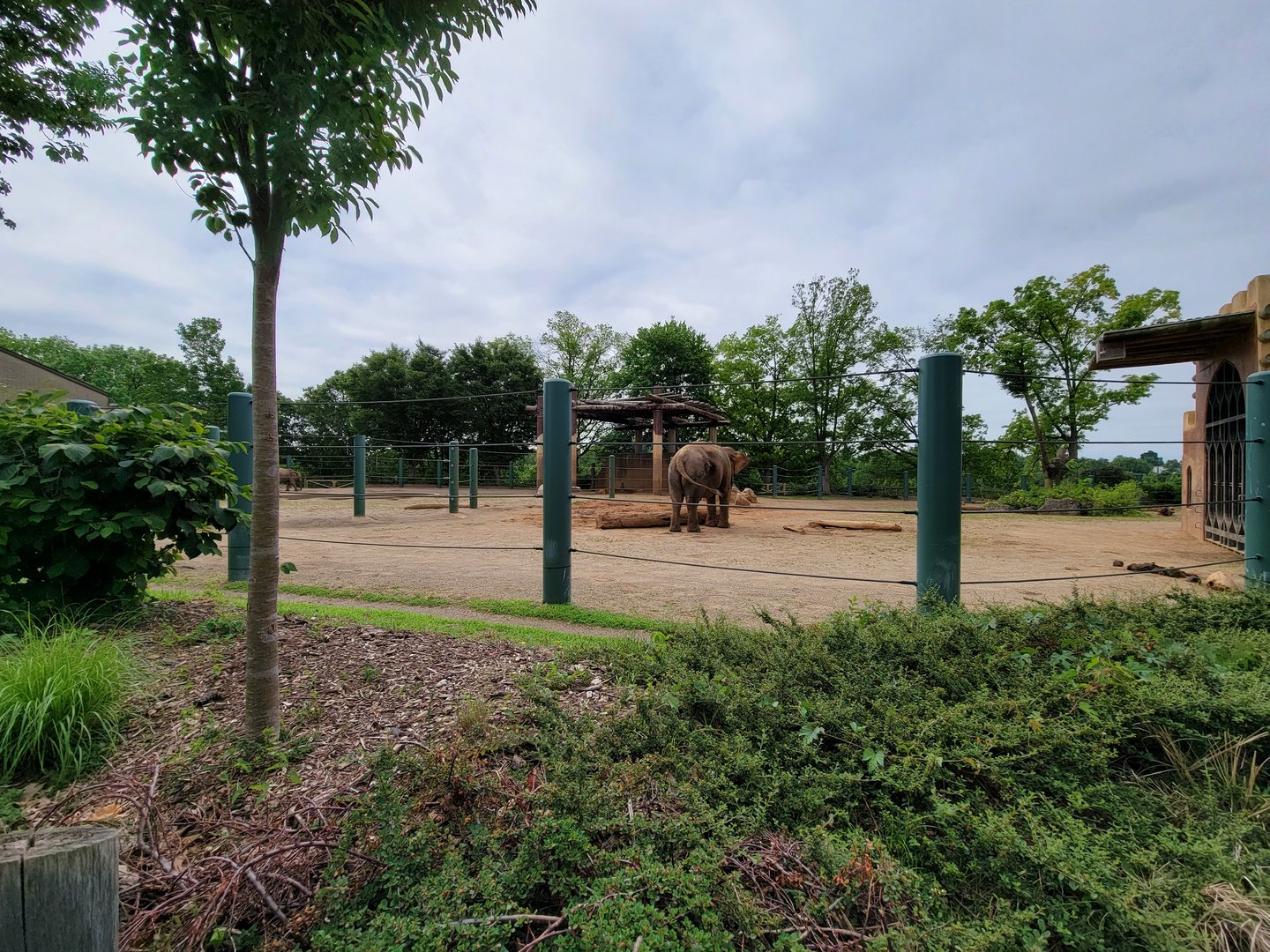 Louisville 5/22 - African and Asian elephants