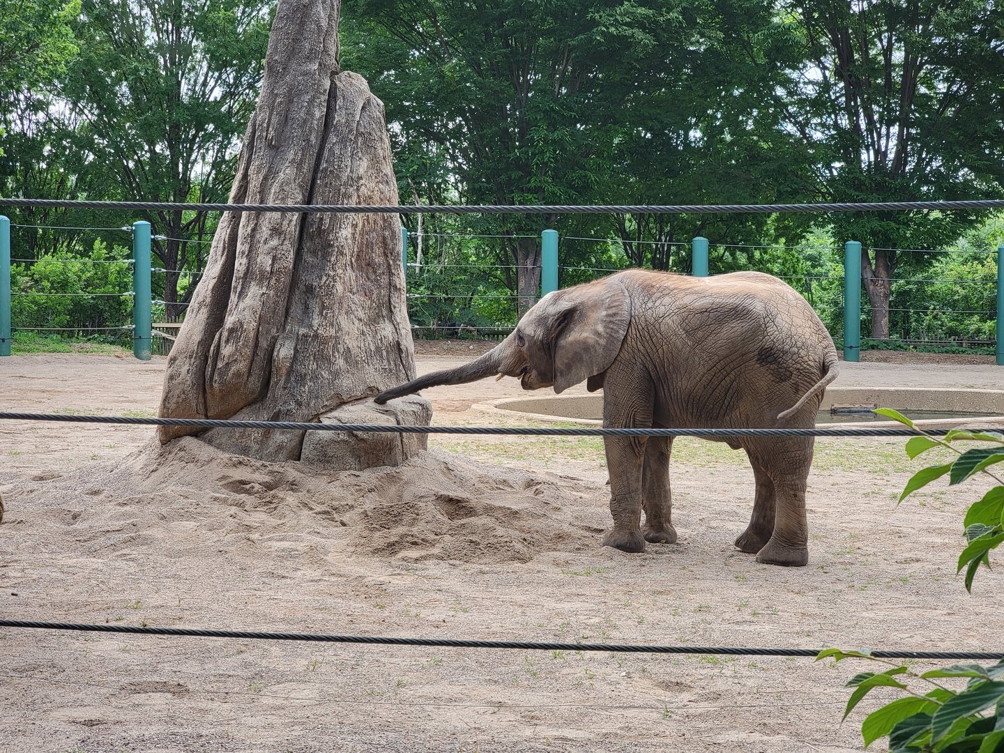 Louisville 5/22 - Asian elephant Fitz