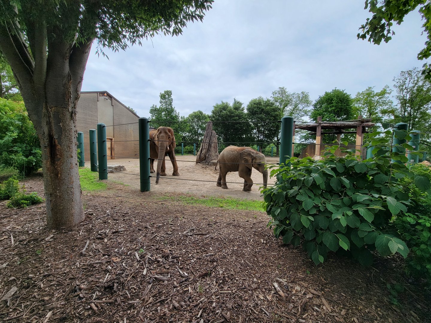 Louisville 5/22 - Asian elephants, Mikki and Fitz