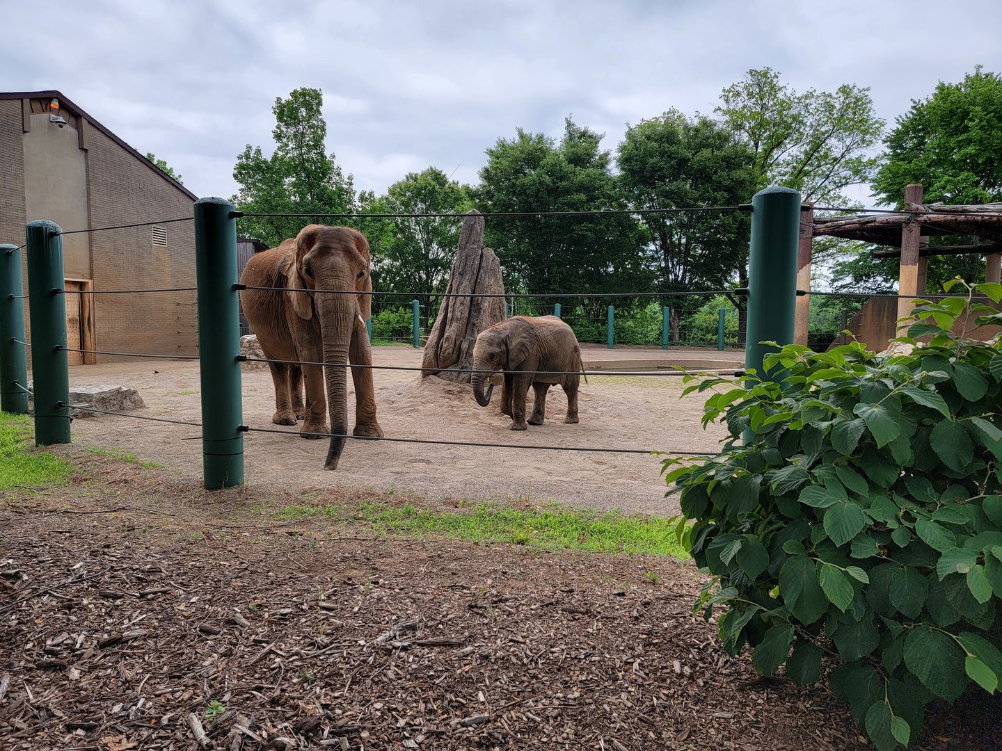 Louisville 5/22 - Asian elephants, Mikki and Fitz