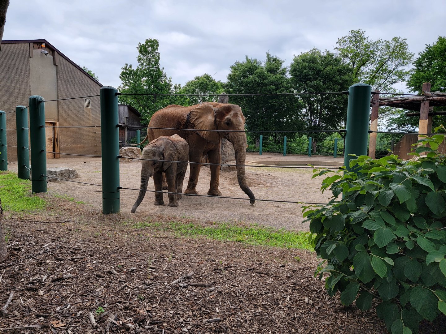 Louisville 5/22 - Asian elephants, Mikki and Fitz