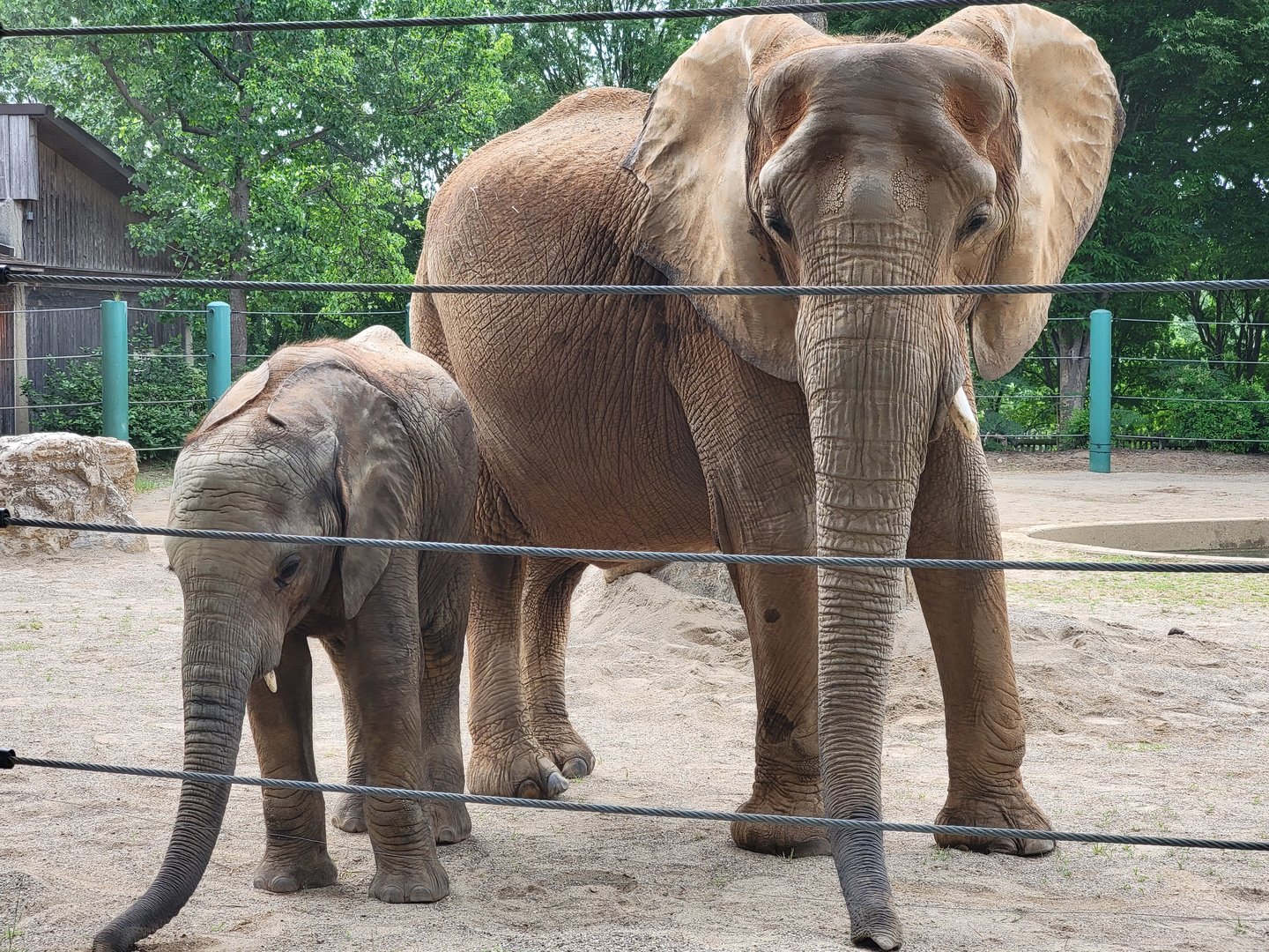 Louisville 5/22 - Asian elephants, Mikki and Fitz