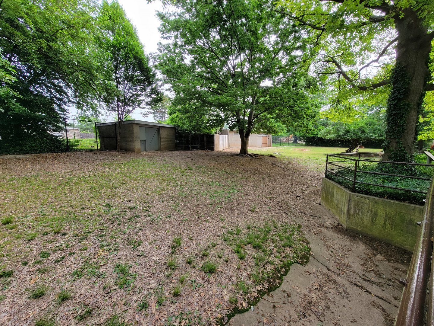 Louisville 5/22 - Bongo, East African crowned crane, Ruppell's griffon vulture