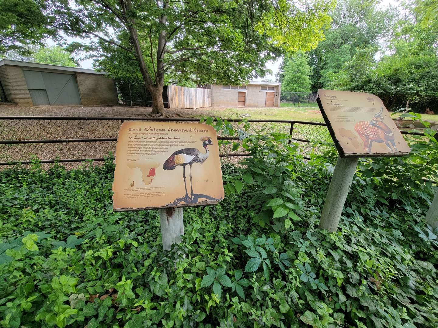 Louisville 5/22 - Bongo, East African crowned crane, Ruppell's griffon vulture