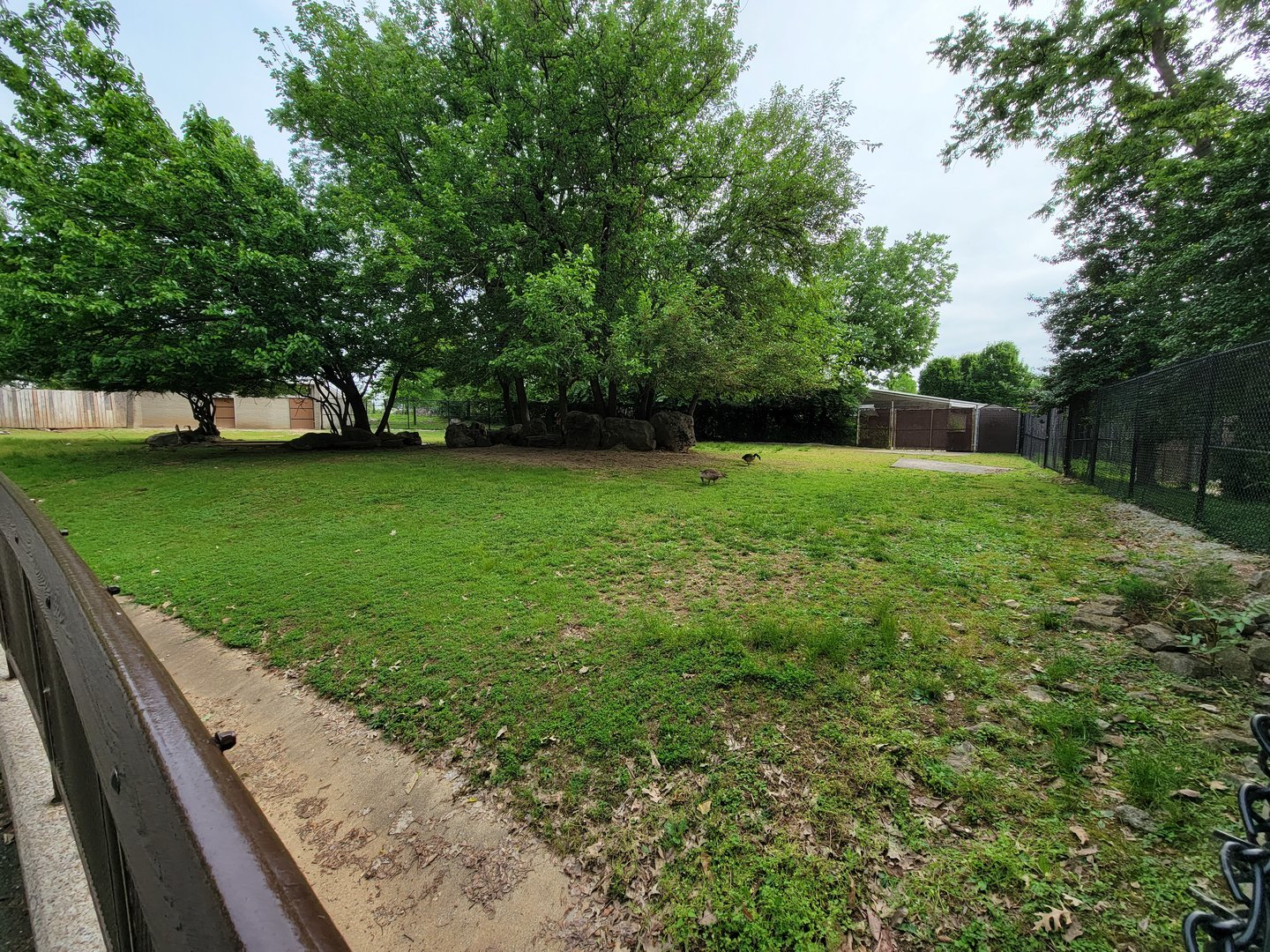 Louisville 5/22 - Bongo, East African crowned crane, Ruppell's griffon vulture