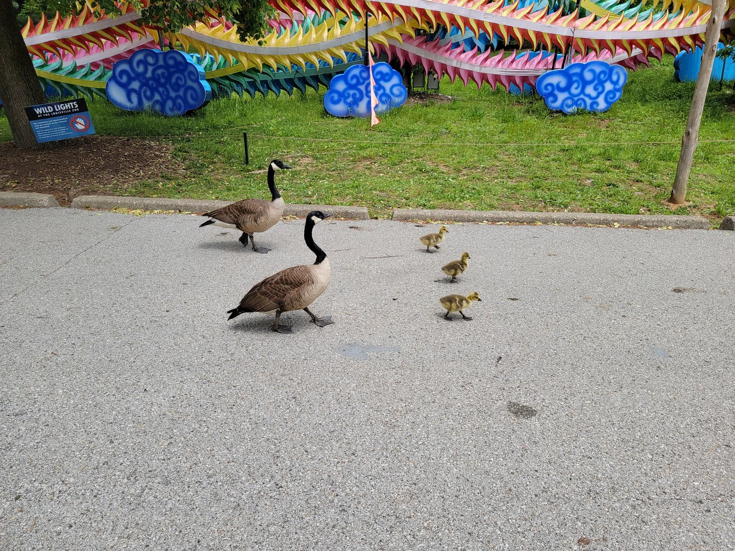 Louisville 5/22 - Canada geese teaching their kids about zoos