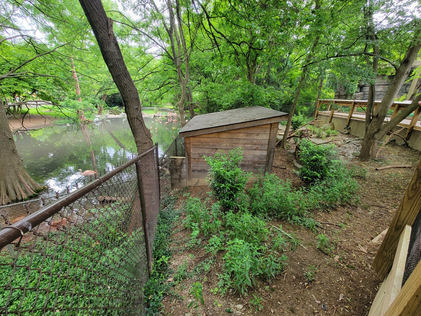Louisville 5/22 - Cats of the Americas, bald eagle