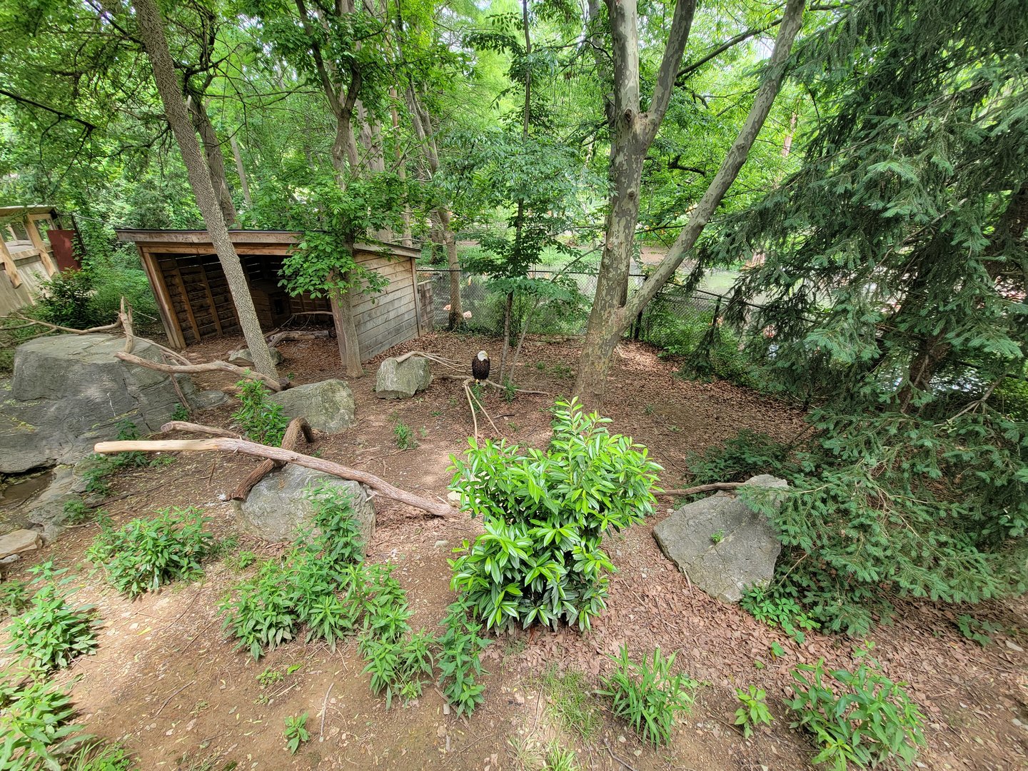 Louisville 5/22 - Cats of the Americas, bald eagle