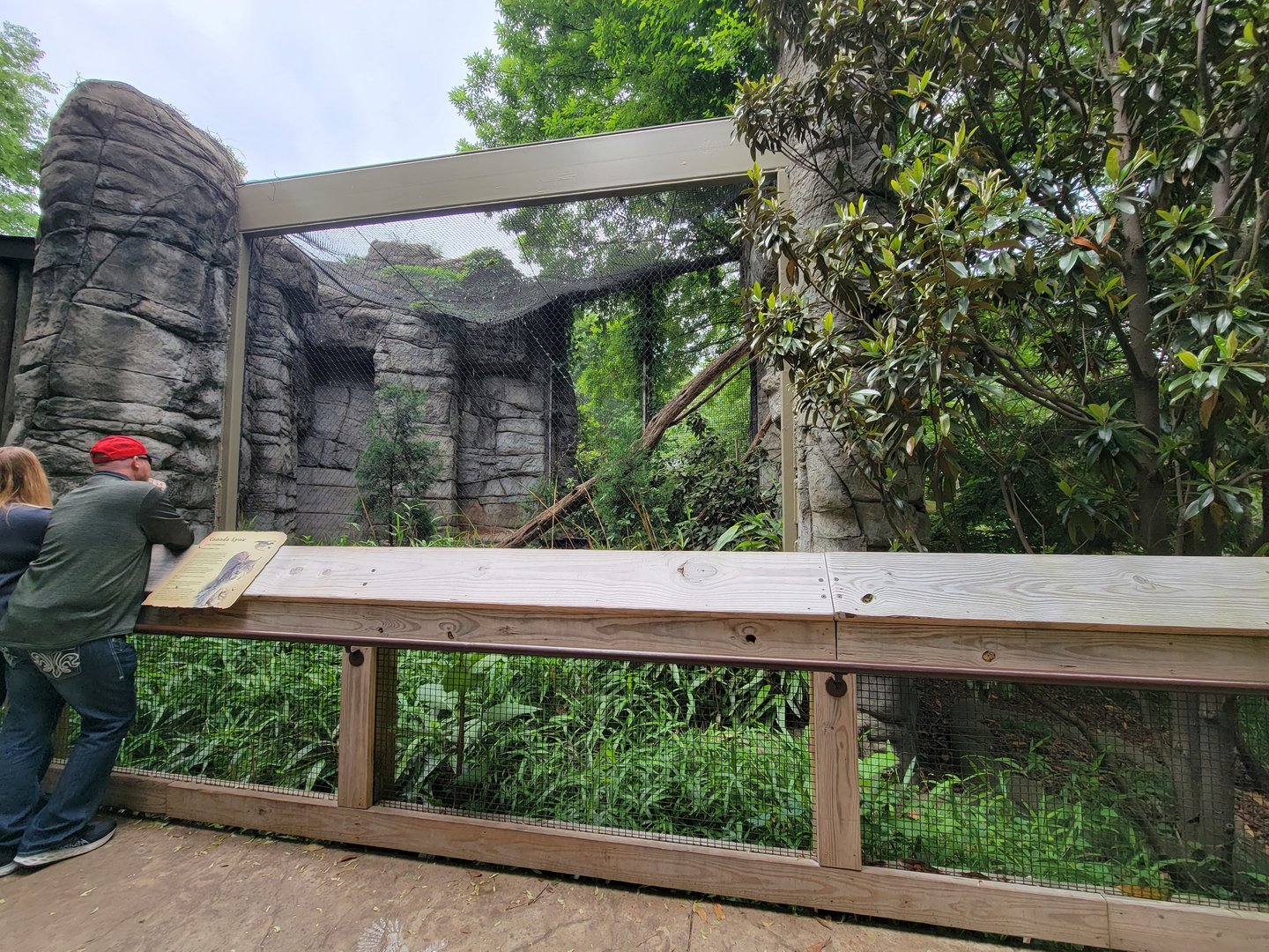 Louisville 5/22 - Cats of the Americas, Canada lynx