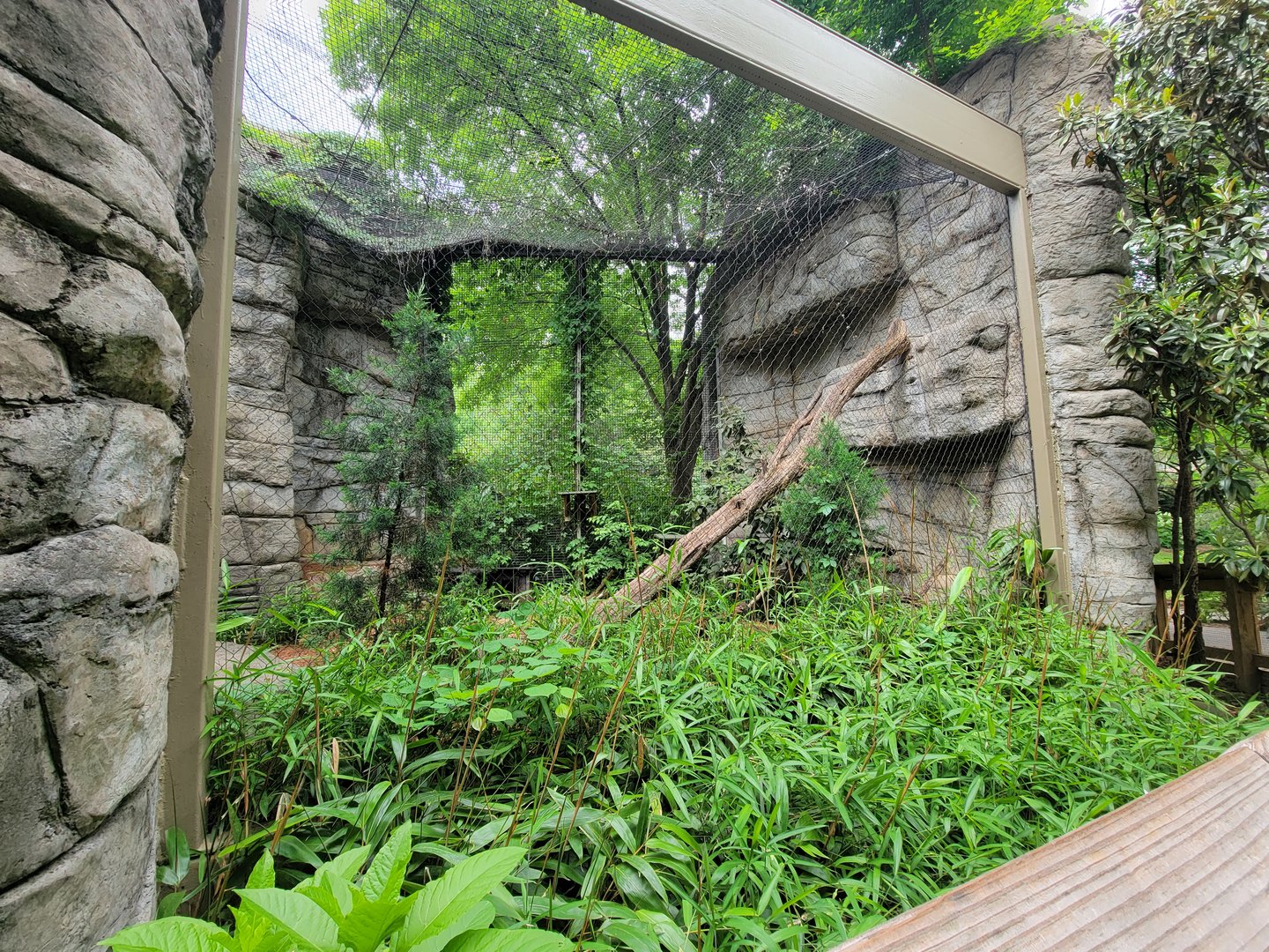 Louisville 5/22 - Cats of the Americas, Canada lynx