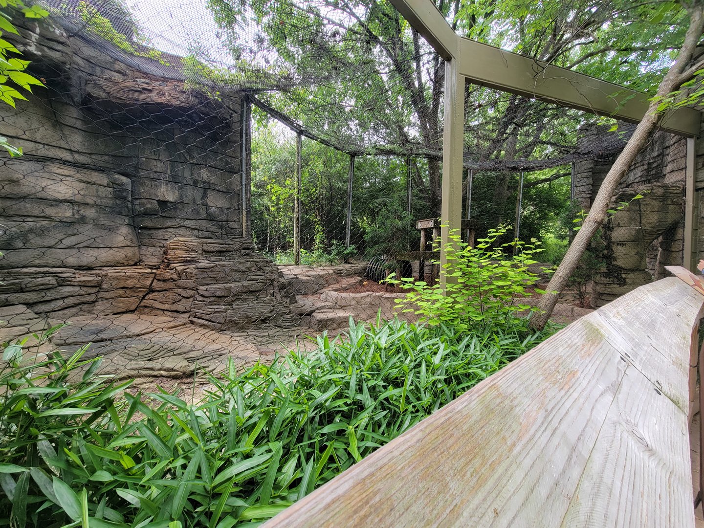 Louisville 5/22 - Cats of the Americas, mountain lion