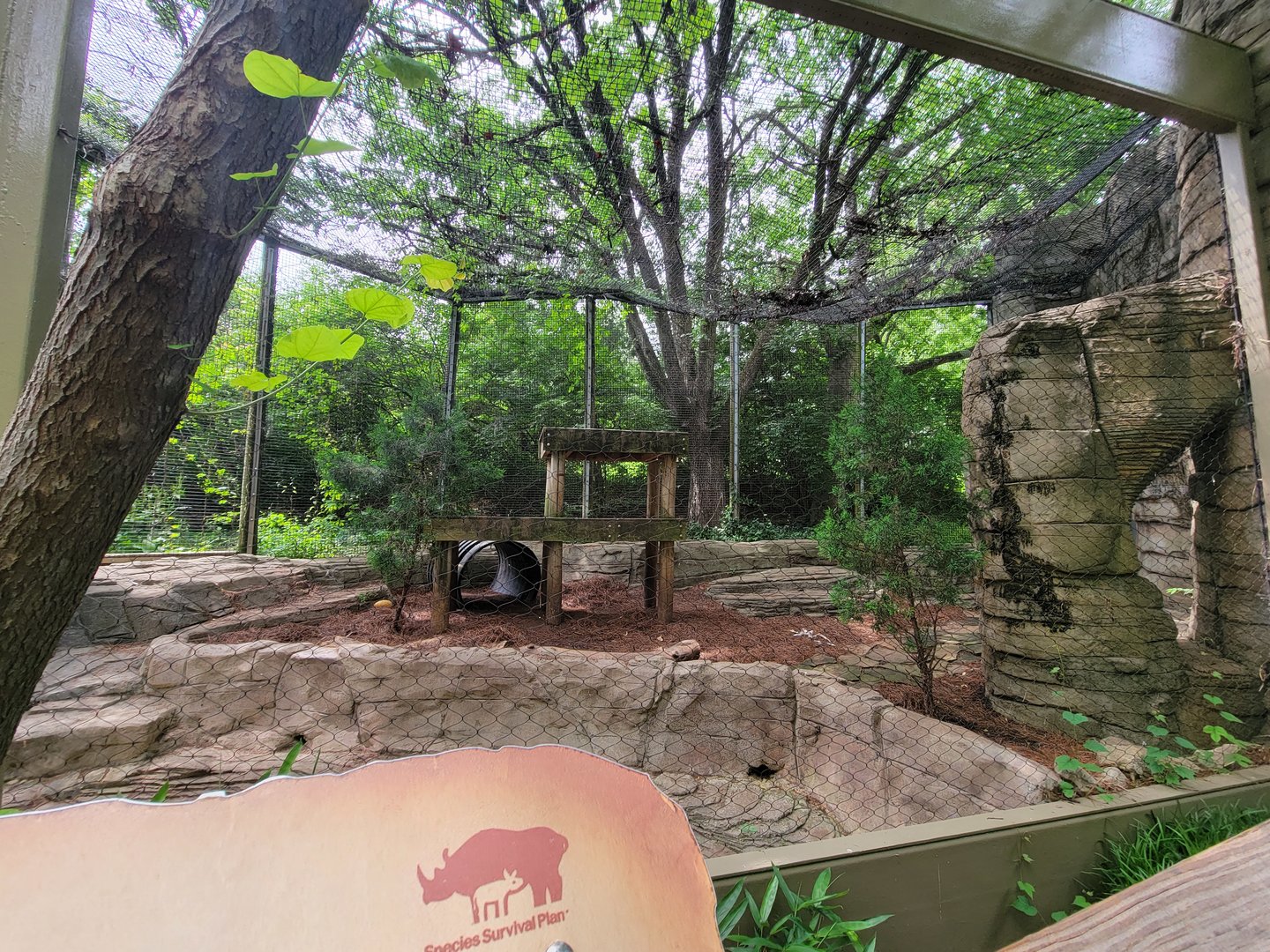 Louisville 5/22 - Cats of the Americas, mountain lion