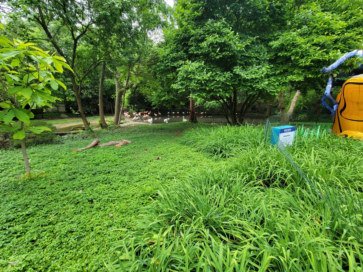 Louisville 5/22 - Chilean flamingo, southern screamer, unsigned dalmatian pelicans