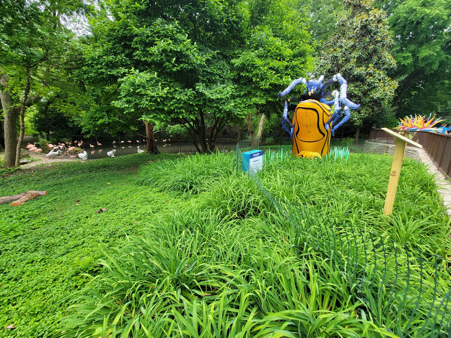 Louisville 5/22 - Chilean flamingo, southern screamer, unsigned dalmatian pelicans