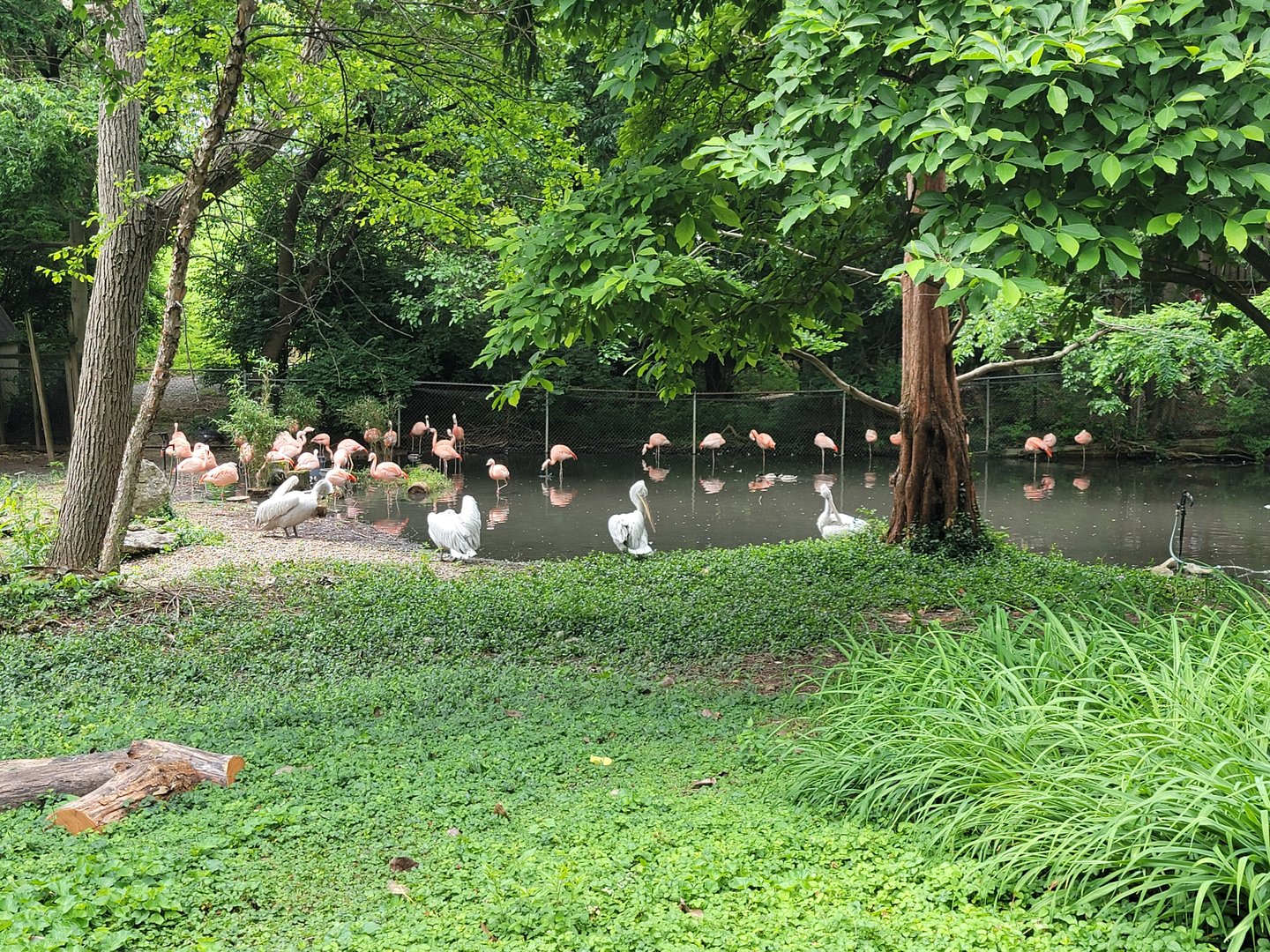 Louisville 5/22 - Chilean flamingo, southern screamer, unsigned dalmatian pelicans