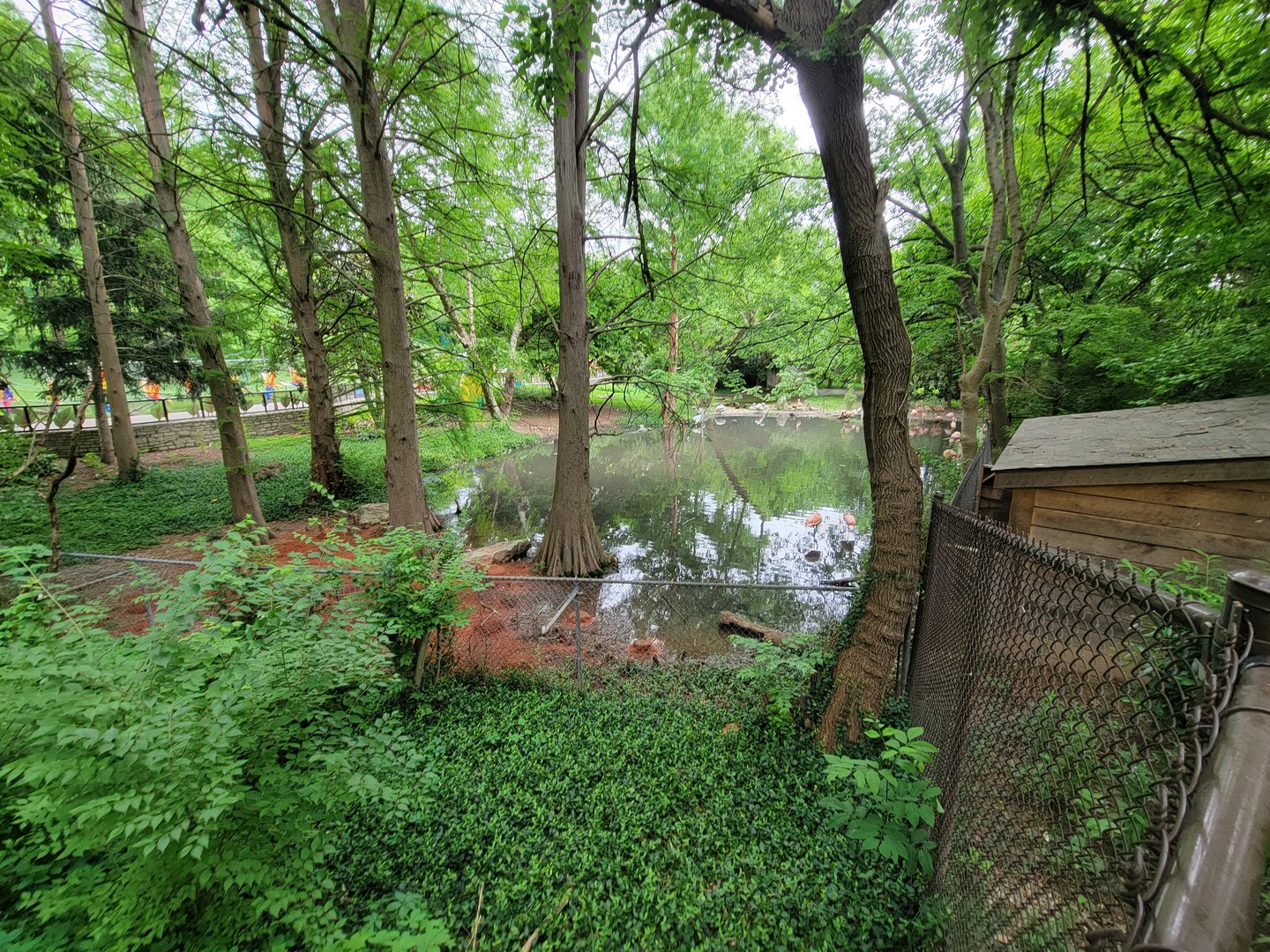 Louisville 5/22 - Chilean flamingo, southern screamer, unsigned dalmatian pelicans