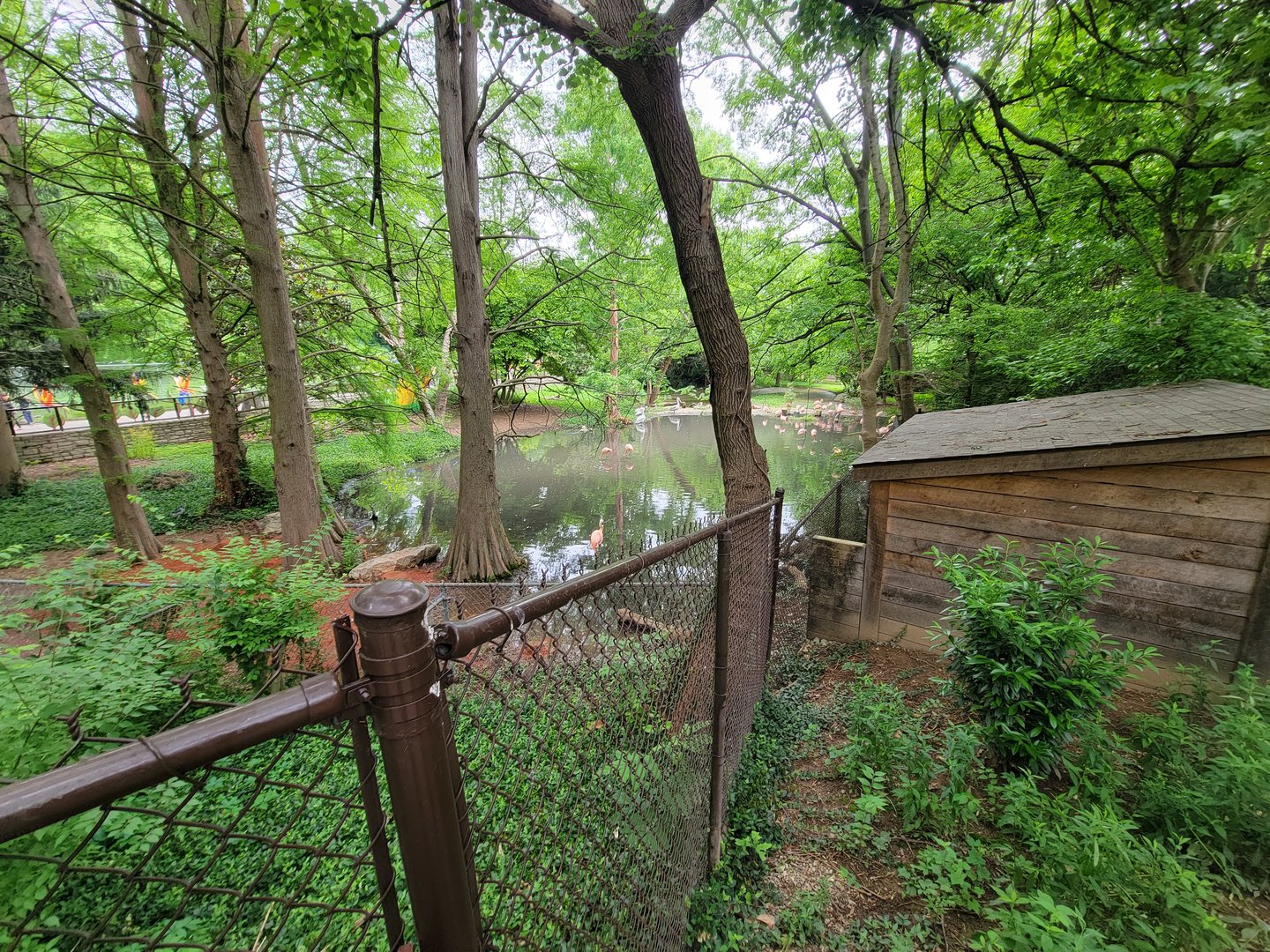 Louisville 5/22 - Chilean flamingo, southern screamer, unsigned dalmatian pelicans