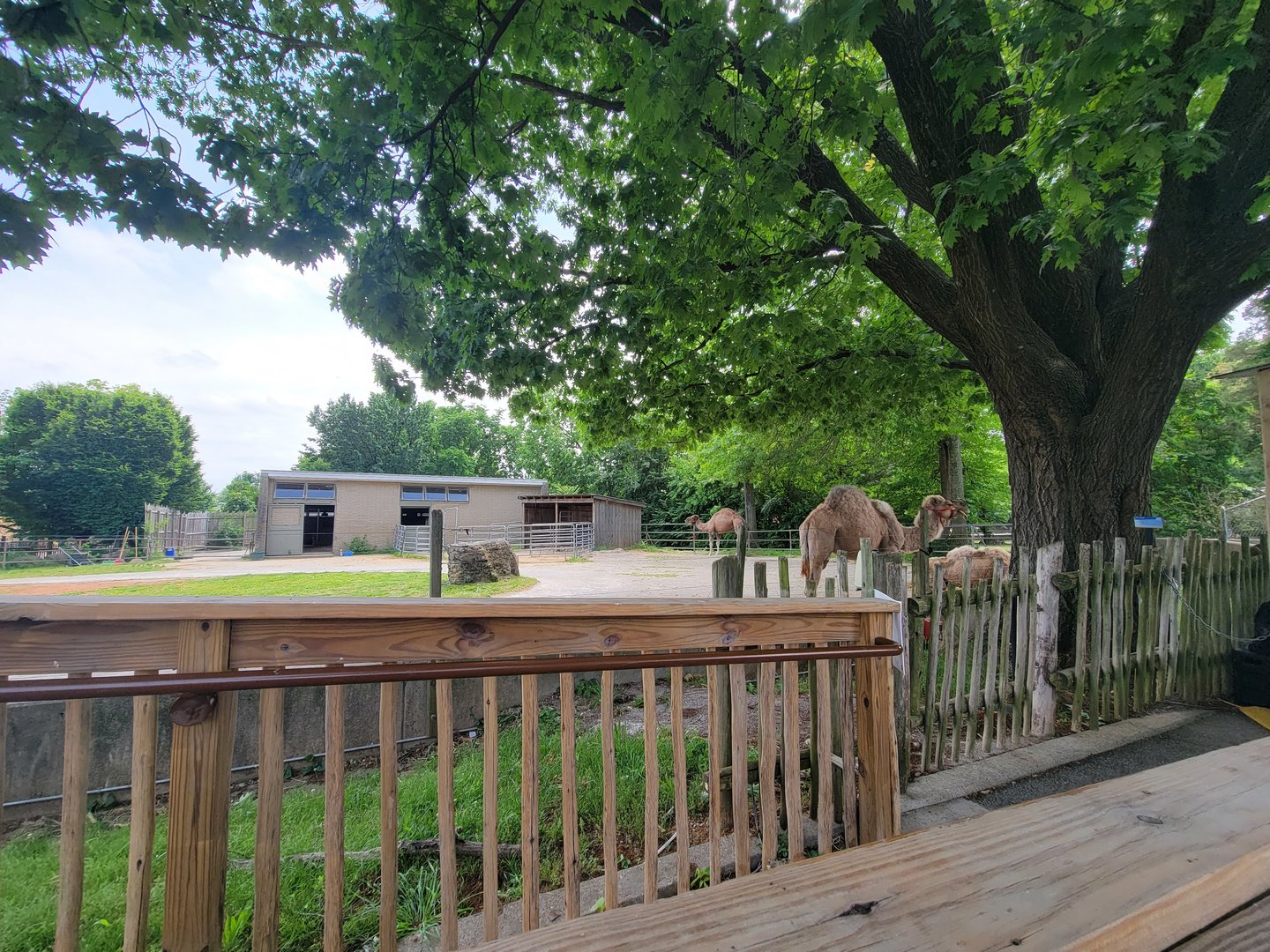 Louisville 5/22 - Dromedary camel rides