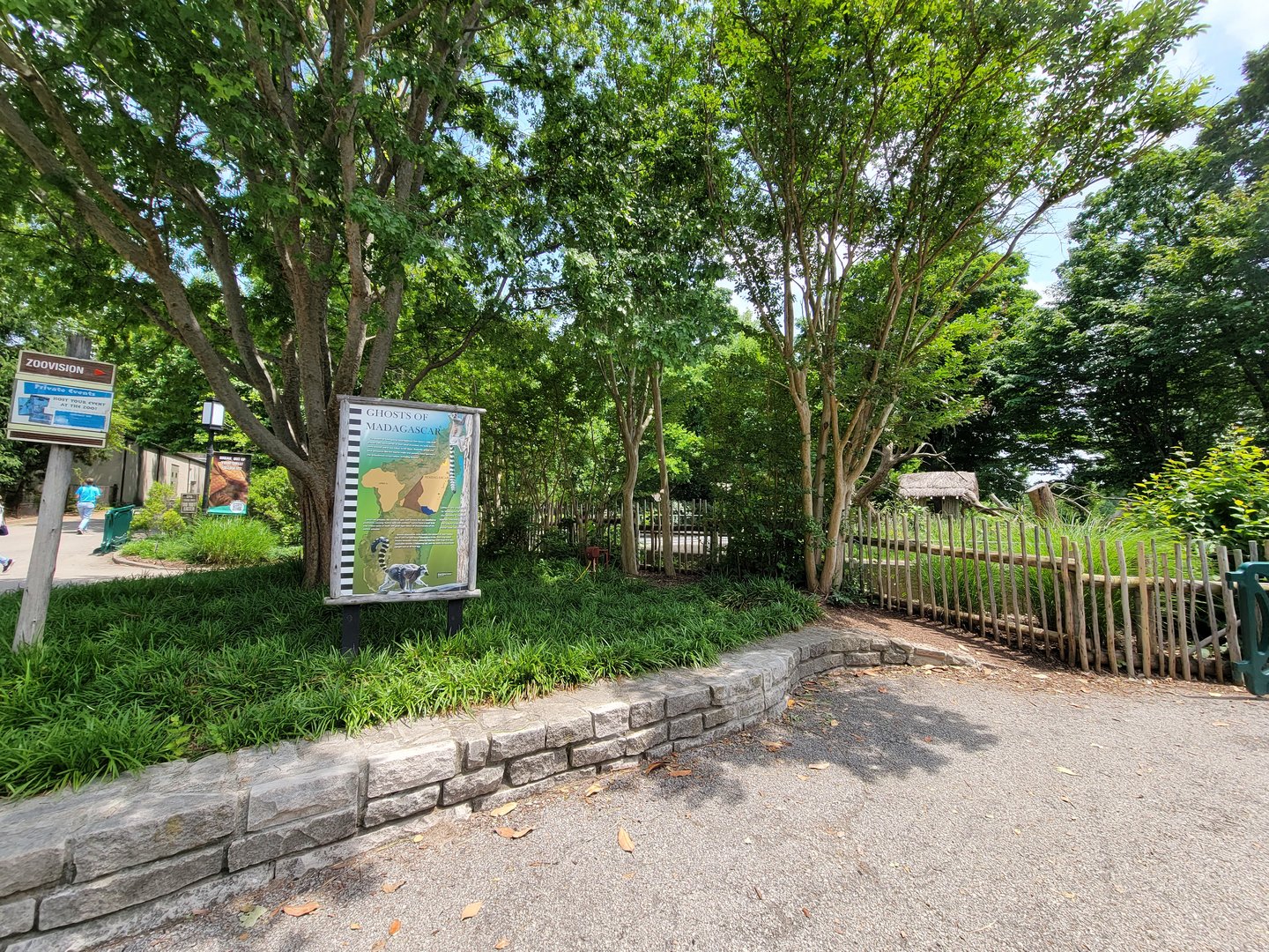 Louisville 5/22 - Ghosts of Madagascar (ringtailed lemurs)