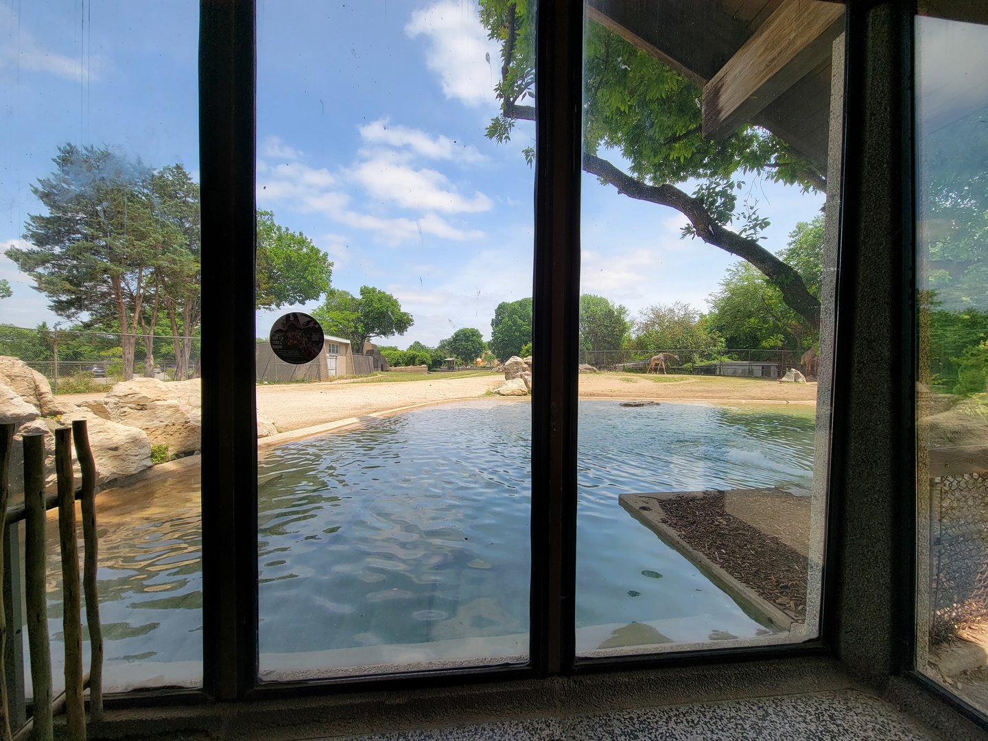 Louisville 5/22 - Giraffe House, view of giraffe pool