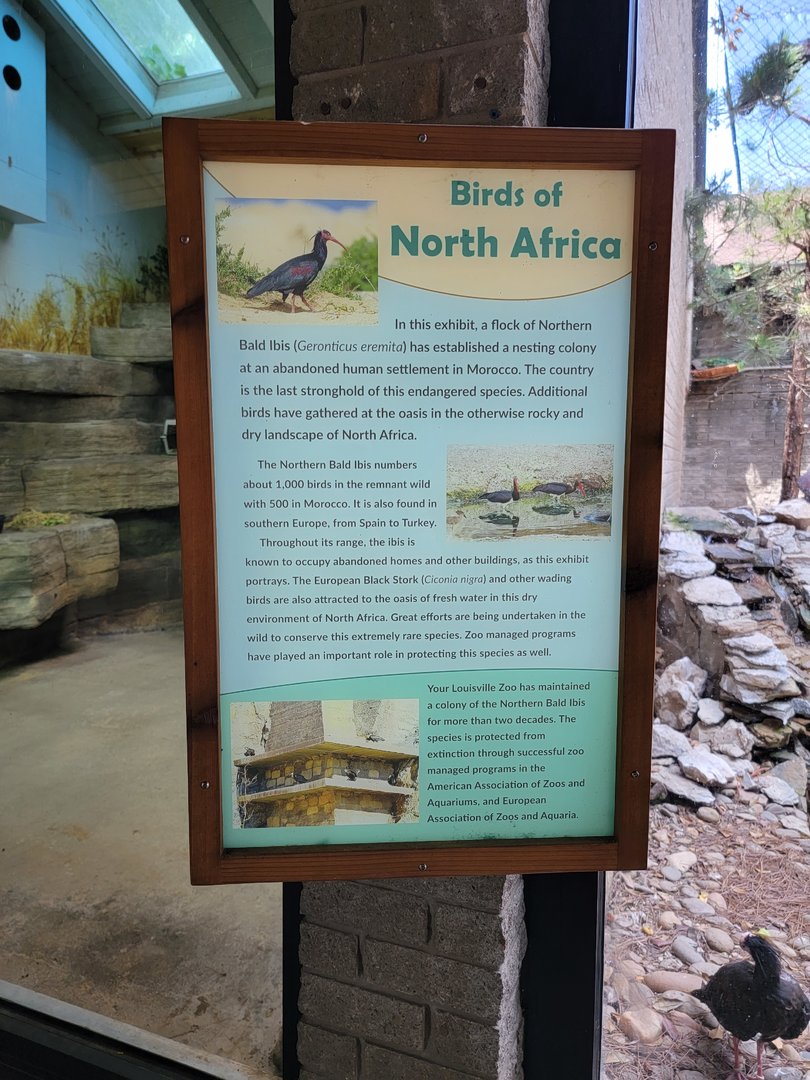 Louisville 5/22 - Giraffe House, Waldrapp ibis exhibit information