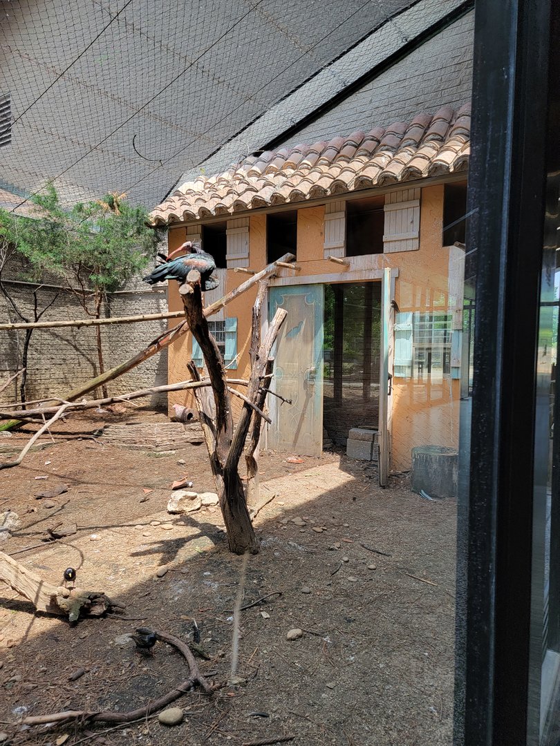 Louisville 5/22 - Giraffe House, Waldrapp ibis exhibit