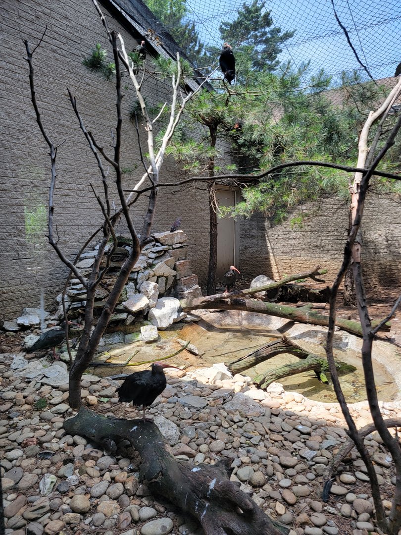 Louisville 5/22 - Giraffe House, Waldrapp ibis exhibit