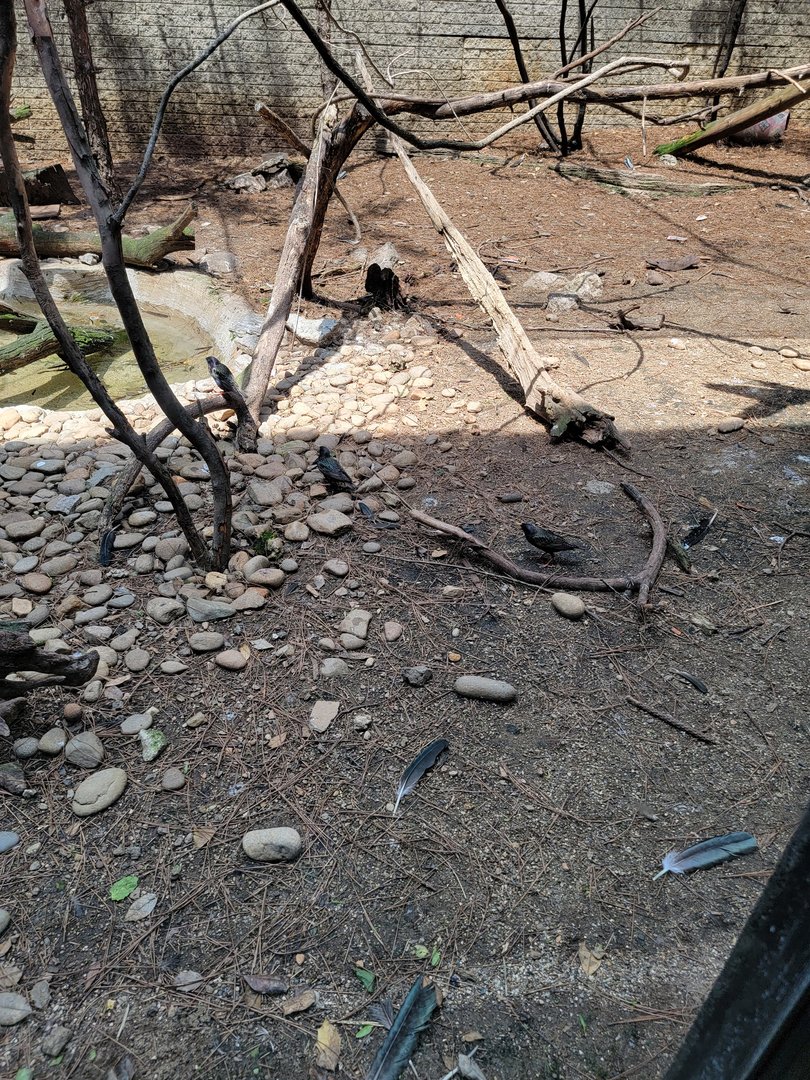 Louisville 5/22 - Giraffe House, wild birds in Waldrapp ibis exhibit