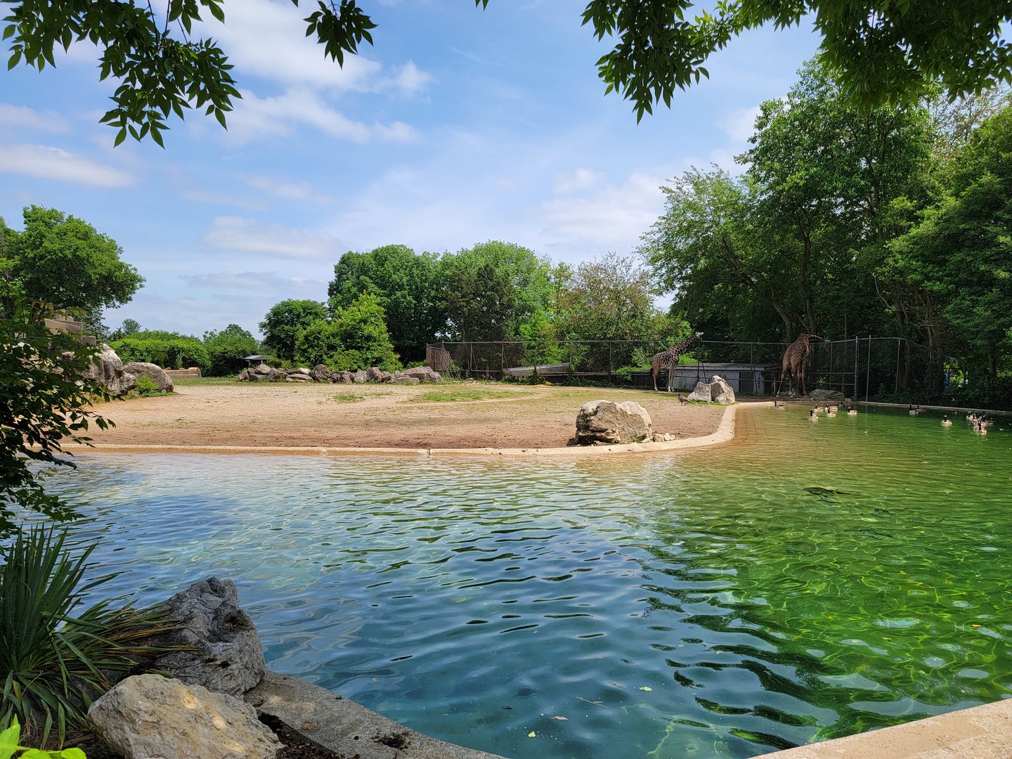 Louisville 5/22 - Giraffes