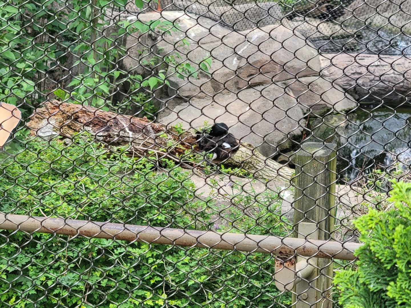 Louisville 5/22 - Glacier Run, duck in Sea Eagle Aviary (closed)