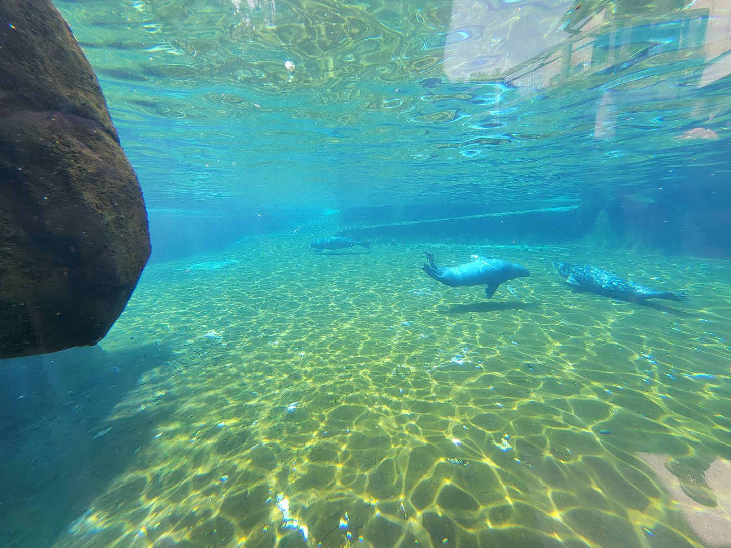 Louisville 5/22 - Glacier Run, harbor and gray seals