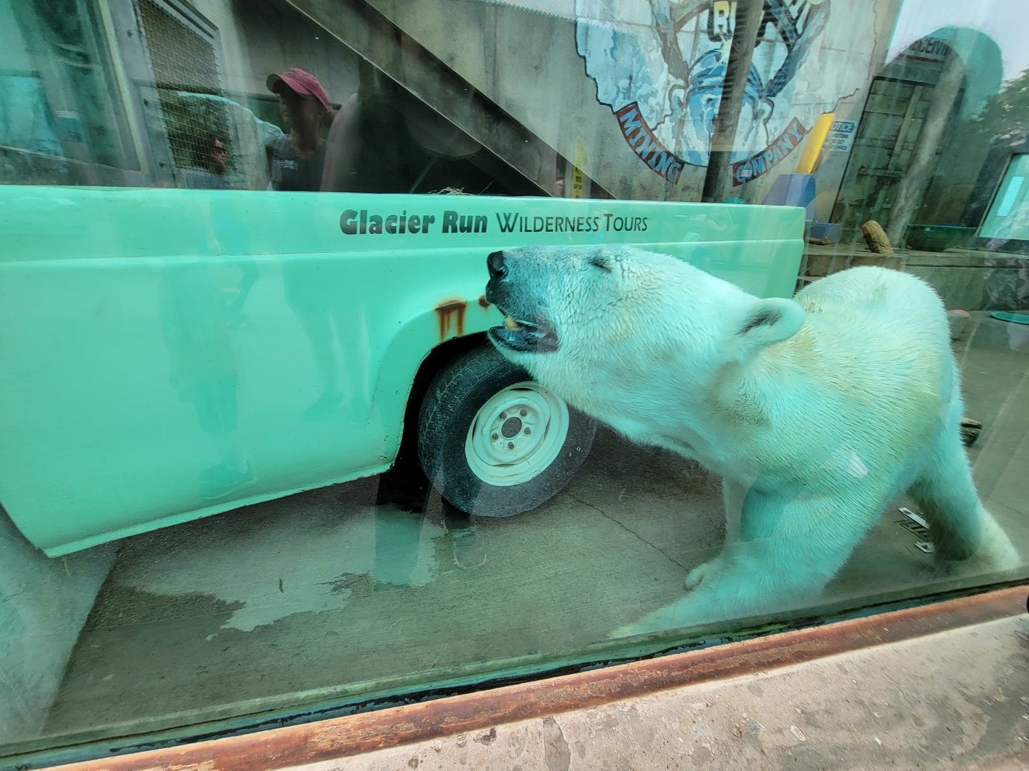 Louisville 5/22 - Glacier Run, polar bear / brown bear exhibit, far side area